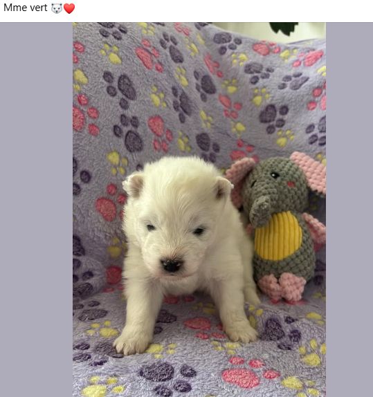Des P'tits Nobel D'aranck - Chiots disponibles - Samoyède