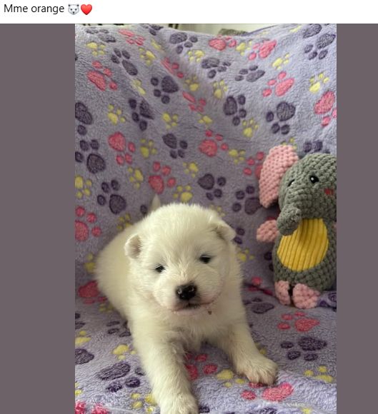Des P'tits Nobel D'aranck - Chiots disponibles - Samoyède