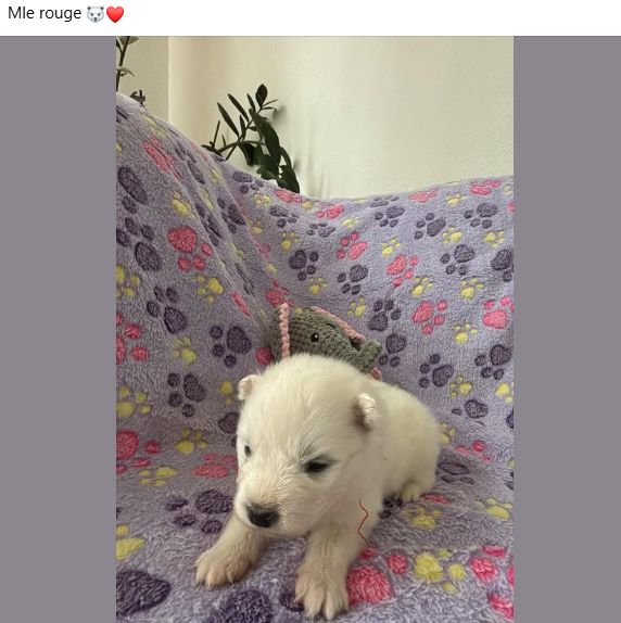 Des P'tits Nobel D'aranck - Chiots disponibles - Samoyède