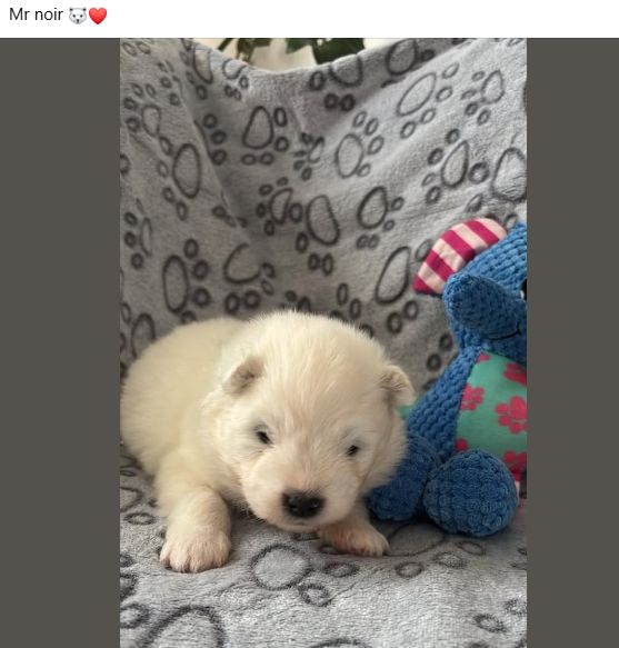 Des P'tits Nobel D'aranck - Chiots disponibles - Samoyède