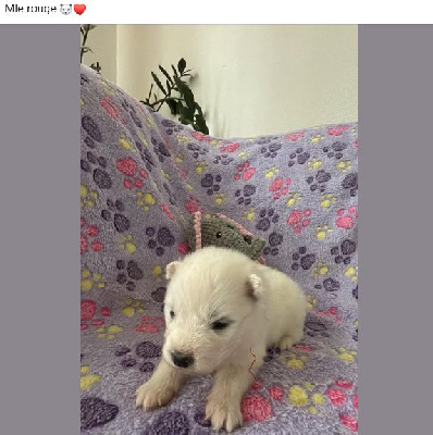 CHIOT 6