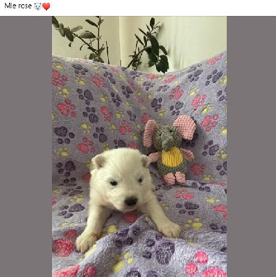 CHIOT 5
