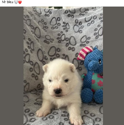 CHIOT 2