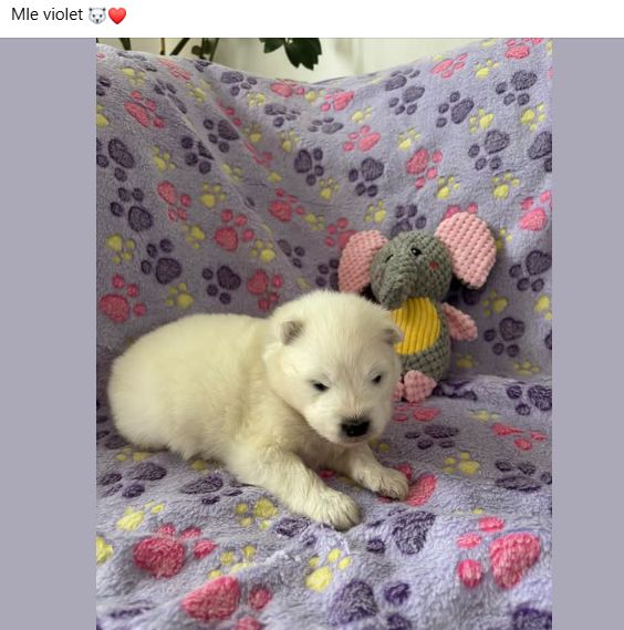 Des P'tits Nobel D'aranck - Chiots disponibles - Samoyède