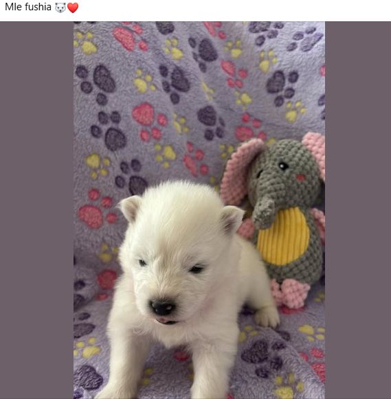 Des P'tits Nobel D'aranck - Chiots disponibles - Samoyède