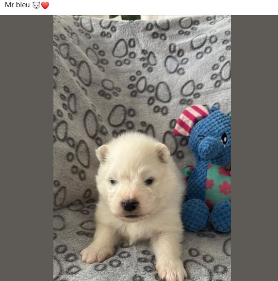 Des P'tits Nobel D'aranck - Chiots disponibles - Samoyède